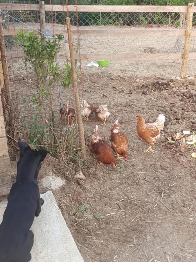 מלון טומאר Quinta Da Choupana מראה חיצוני תמונה